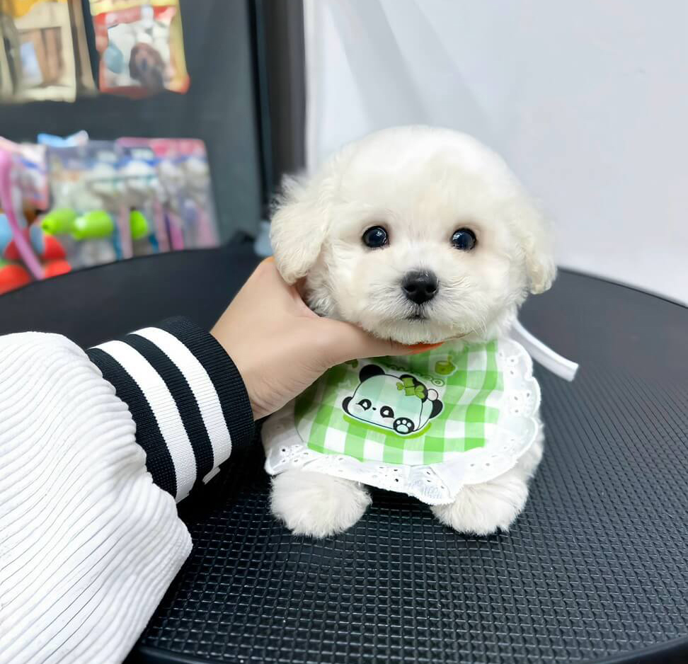 chó poodle teacup trắng