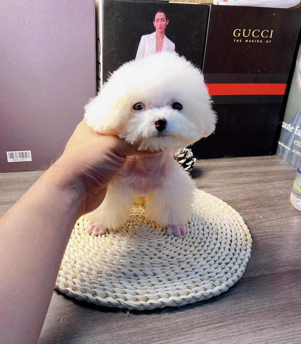 chó poodle teacup trắng