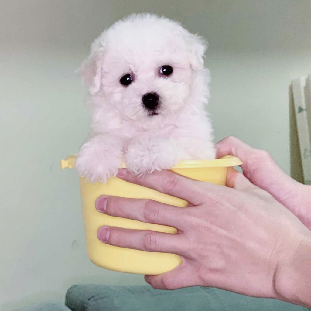 chó poodle teacup trắng