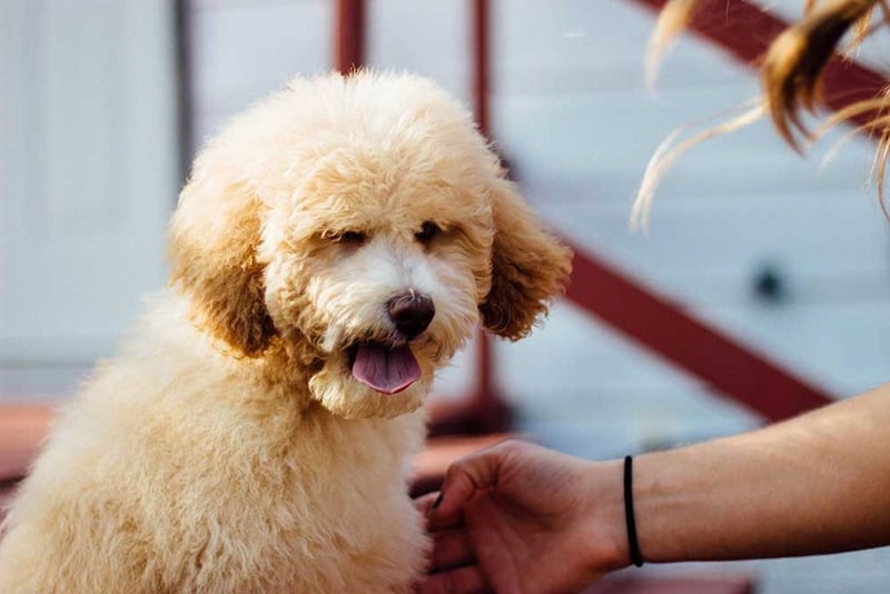 chó poodle thở gấp