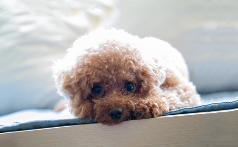 chó poodle thở gấp