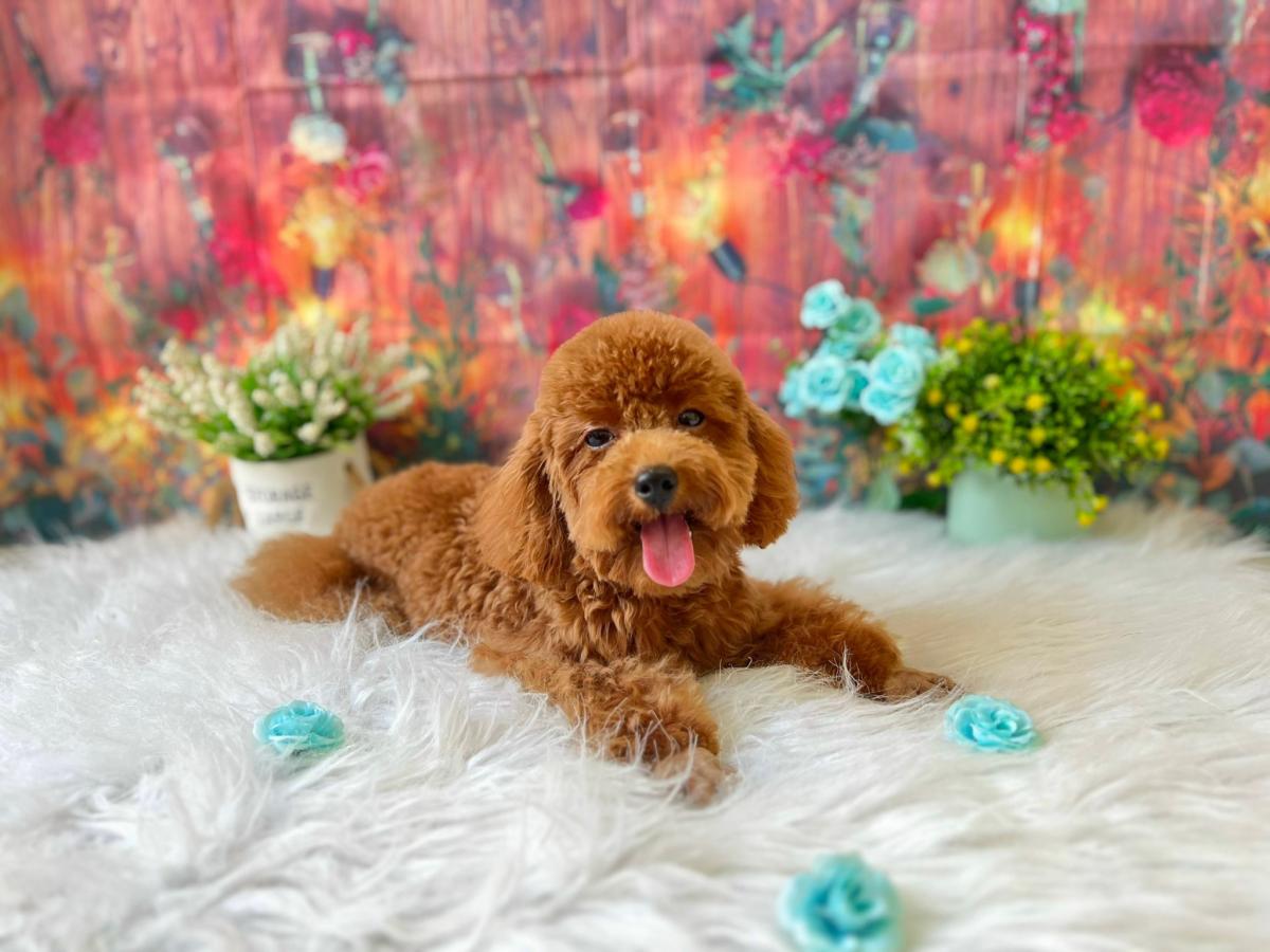 chó poodle thở gấp