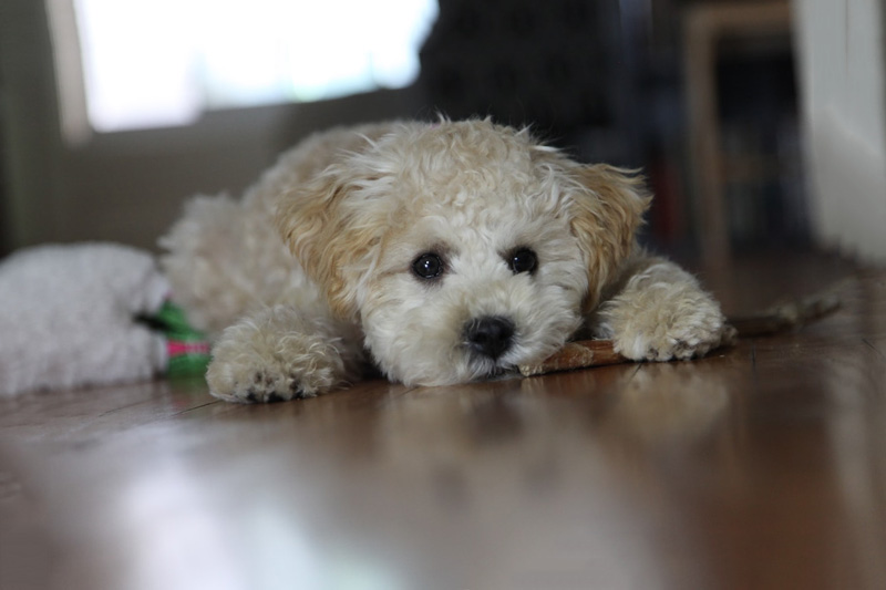 chó poodle thở gấp