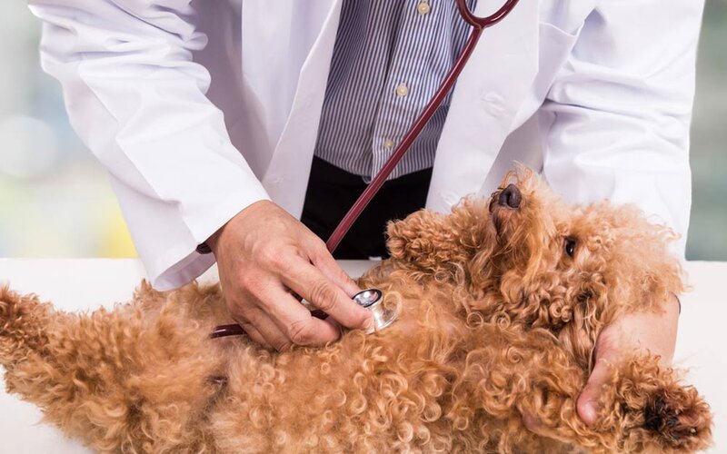chó poodle thở gấp