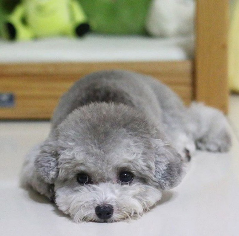 chó poodle thở gấp
