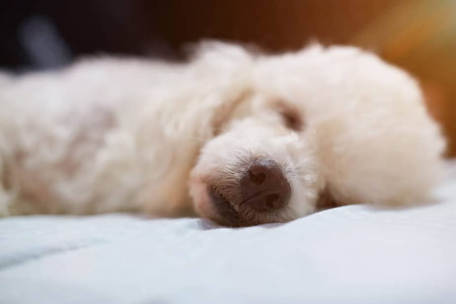 chó poodle thở gấp