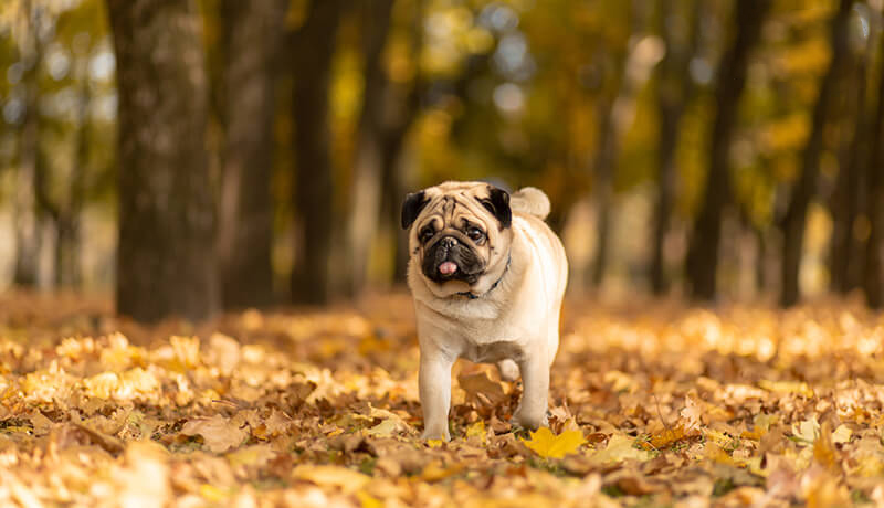 chó pug và poodle