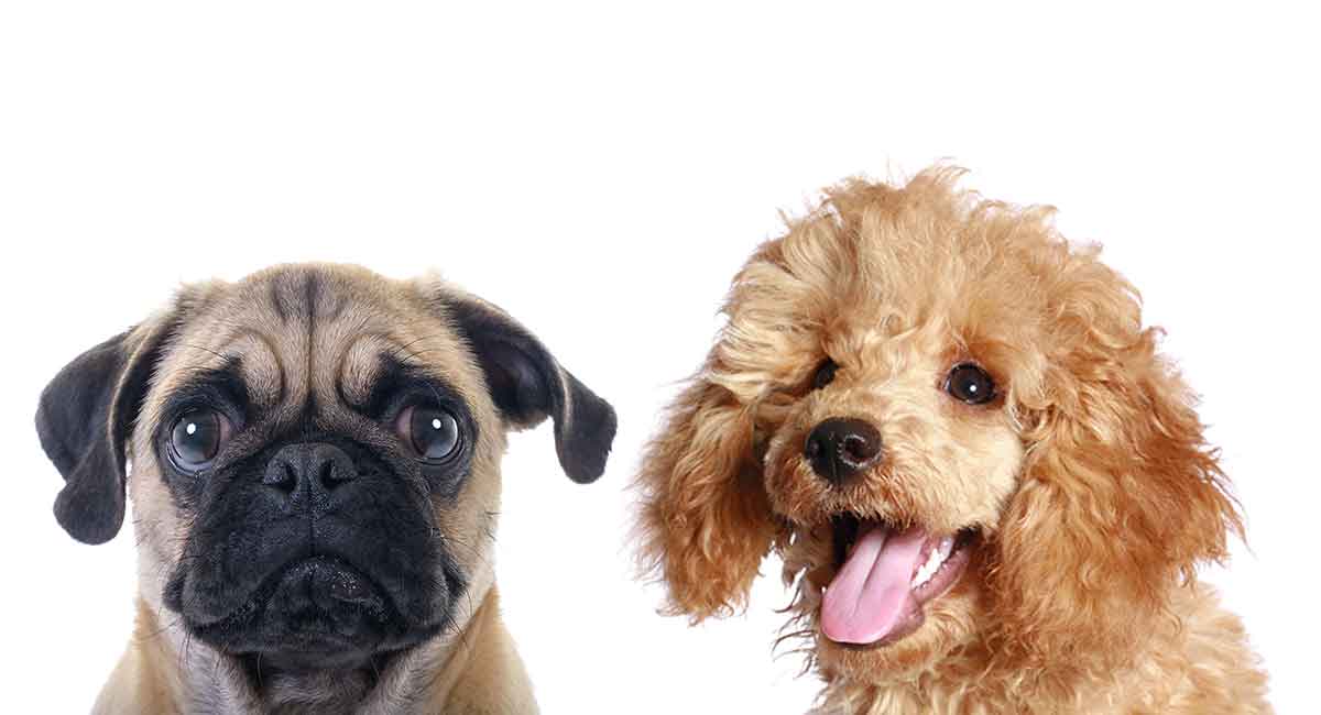 chó pug và poodle