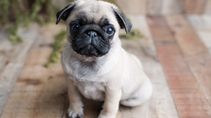 chó pug và poodle