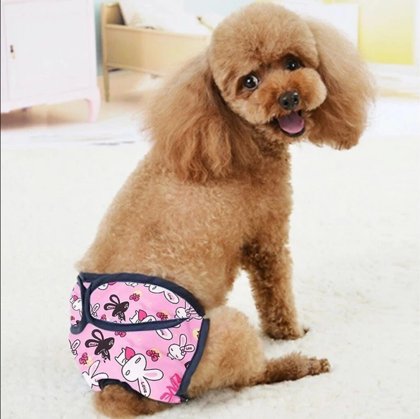 chu kỳ salo của chó poodle