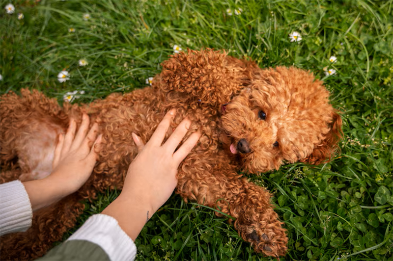 có nên thiến chó poodle không