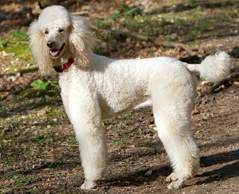 có nên thiến chó poodle không