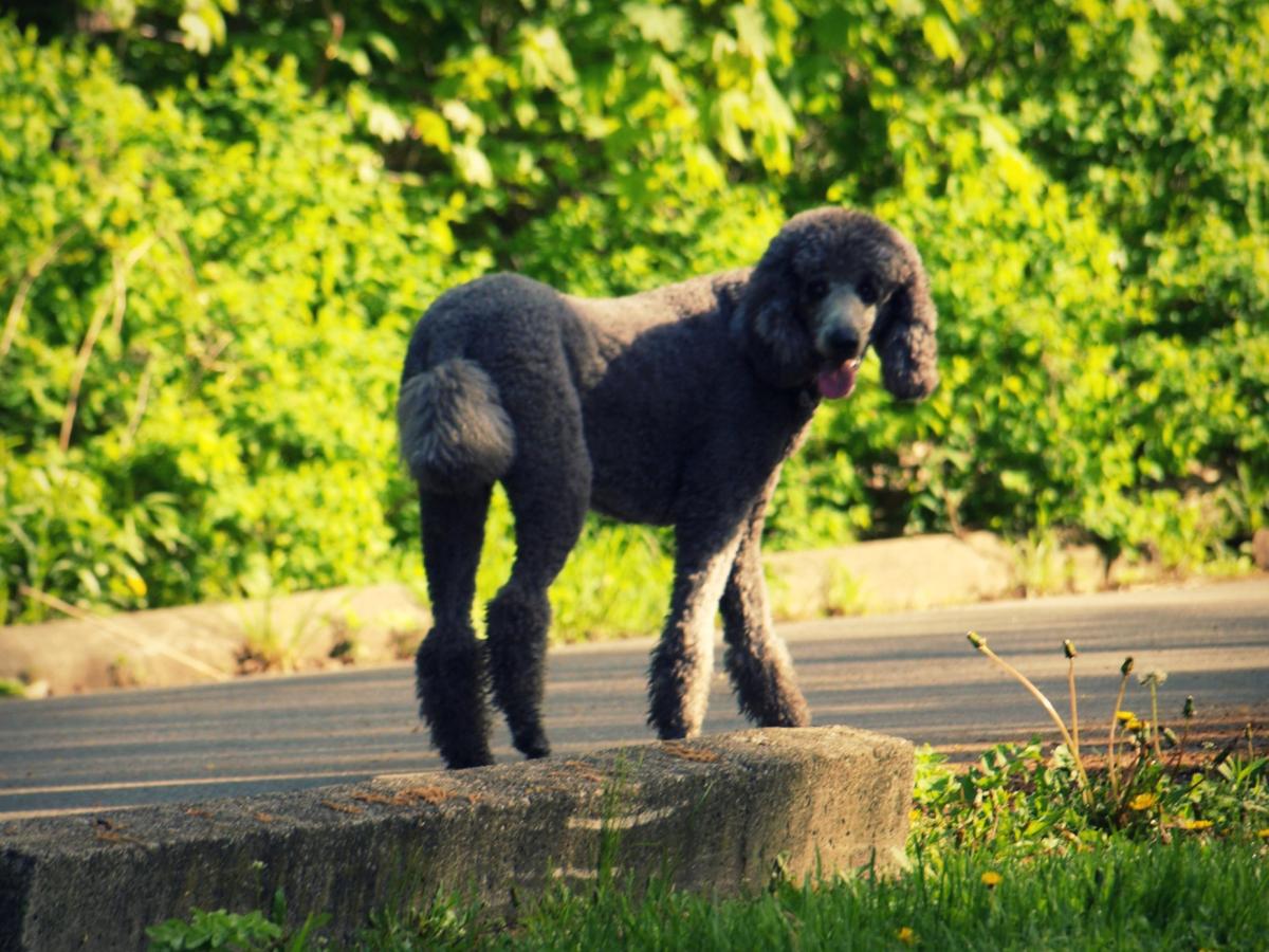 có nên thiến chó poodle không
