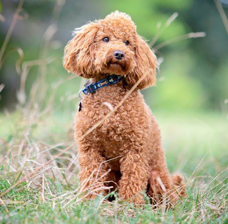 dây xích chó poodle