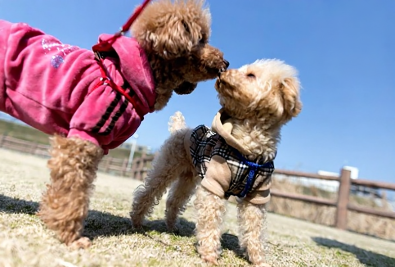 dây xích chó poodle