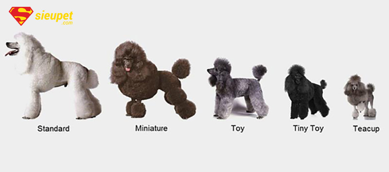 dòng chó poodle