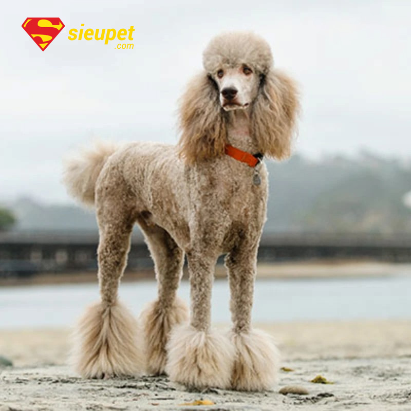 dòng chó poodle