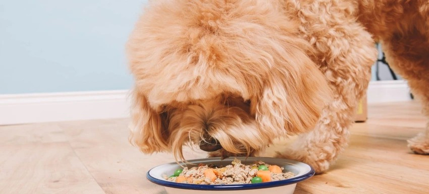 giảm cân cho chó poodle