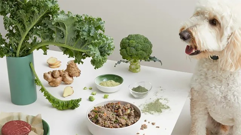 giảm cân cho chó poodle