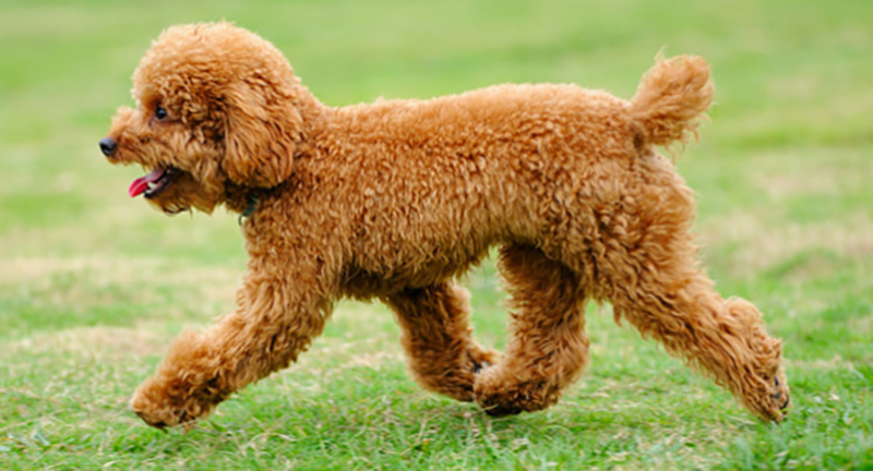 giảm cân cho chó poodle