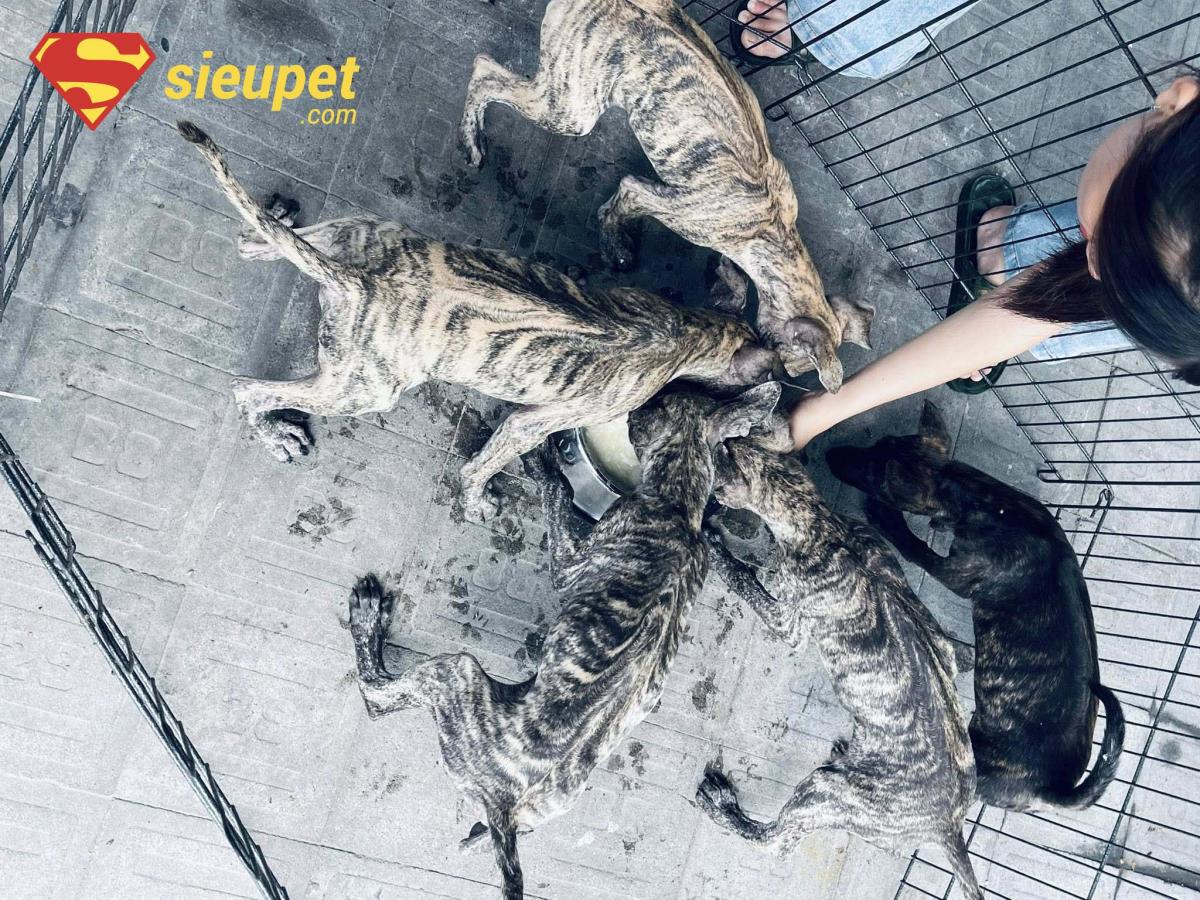 Giới thiệu giống chó Phú Quốc