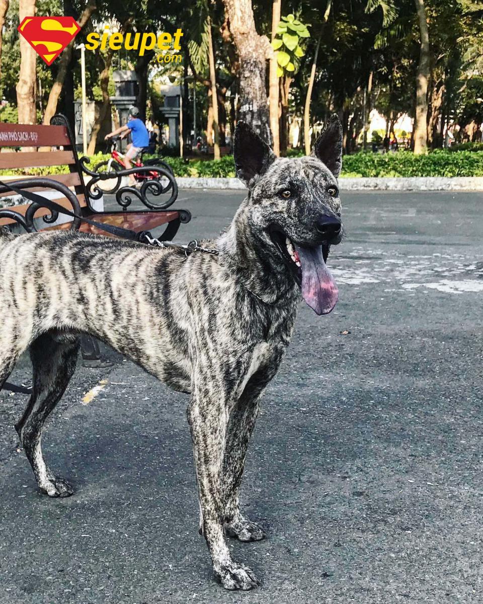 Hội Chó Phú Quốc Hà Nội
