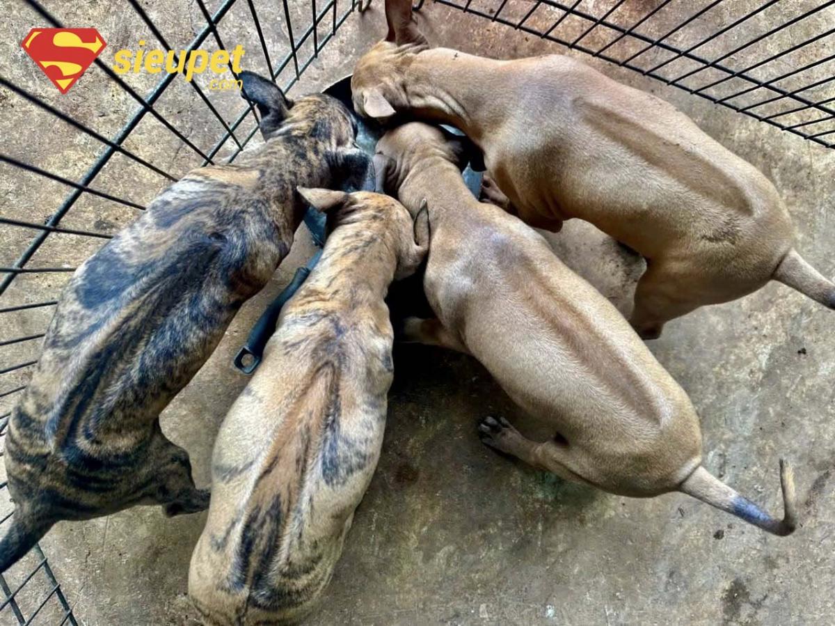 Hội chó Phú Quốc tại Sài Gòn
