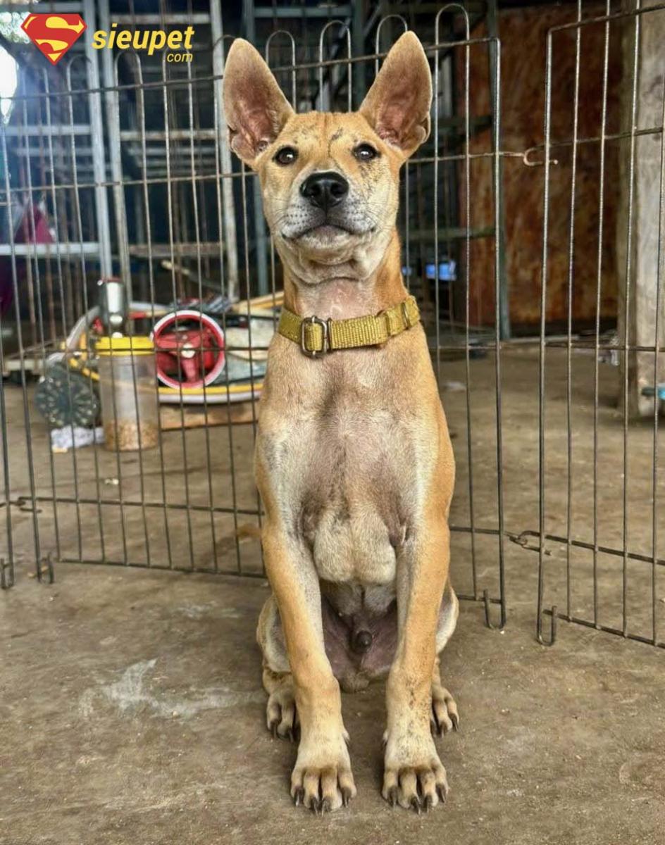 So sánh chó Phú Quốc