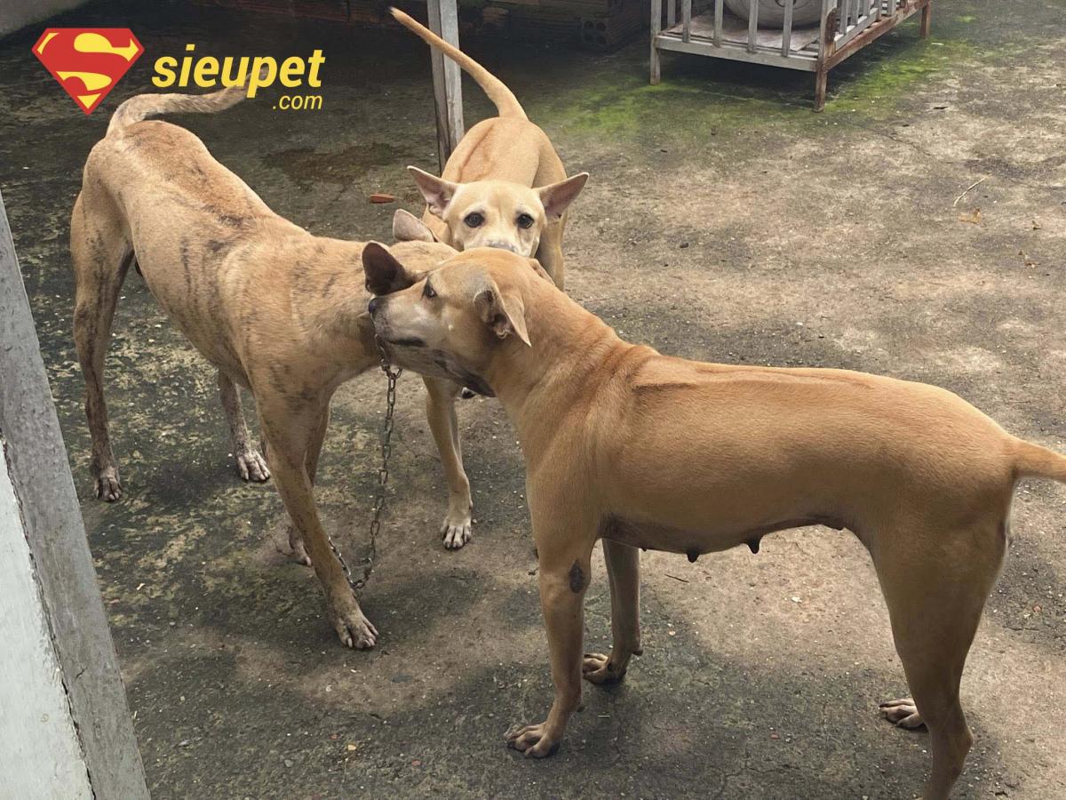 Một số câu hỏi thường gặp