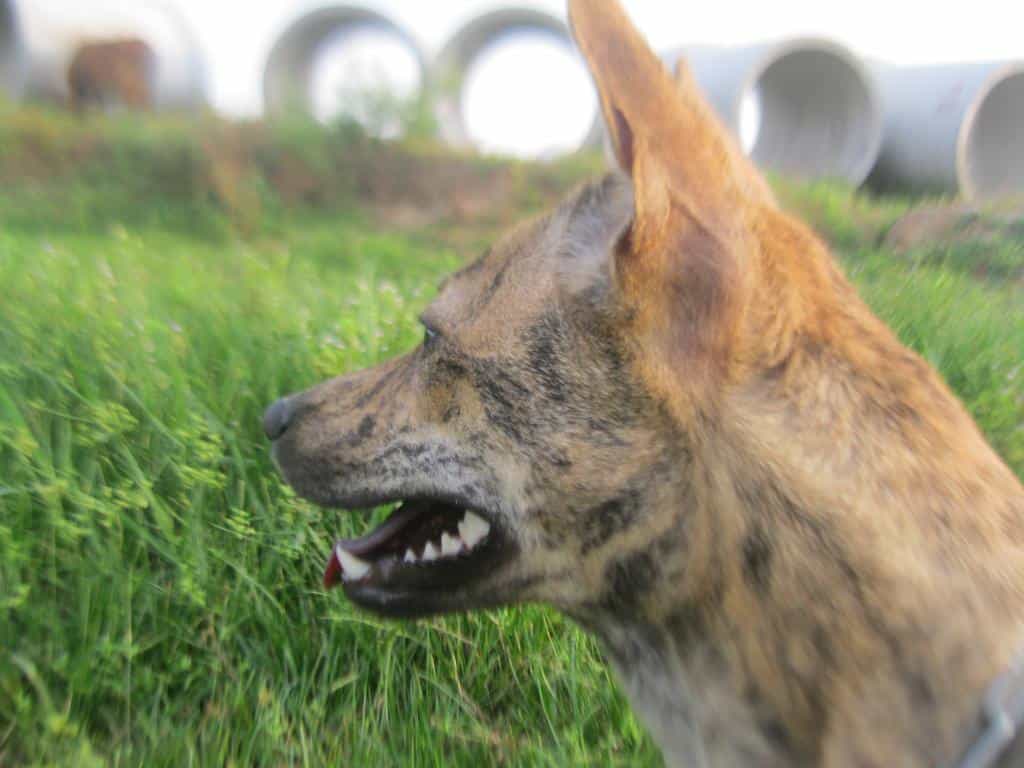 Hàm răng mạnh mẽ của chó Phú Quốc