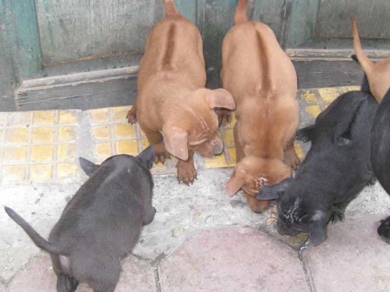 Giá chó Phú Quốc