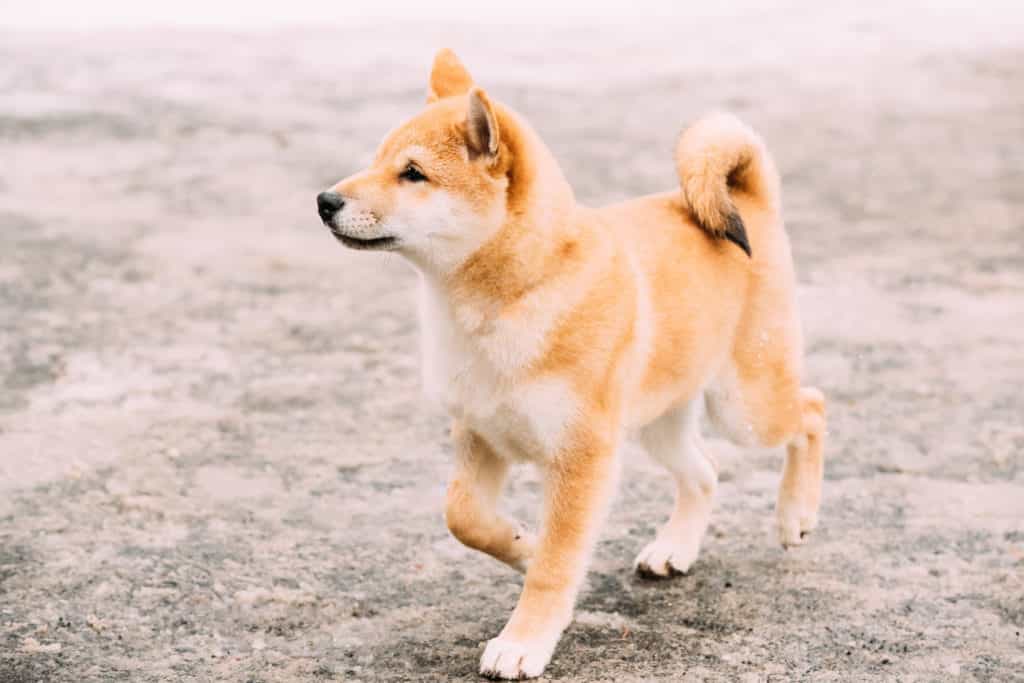Giá chó Shiba trong nước
