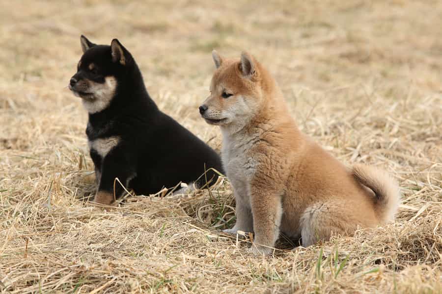 Bán Chó Shiba Inu tại Hà Nội & TPHCM – SieuPet.Com