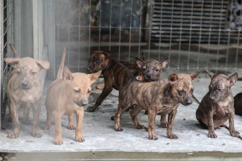 Thông Tin Về Một Số Trại Chó Phú Quốc Uy Tín Nhất Tại Việt Nam | Siêu Pet