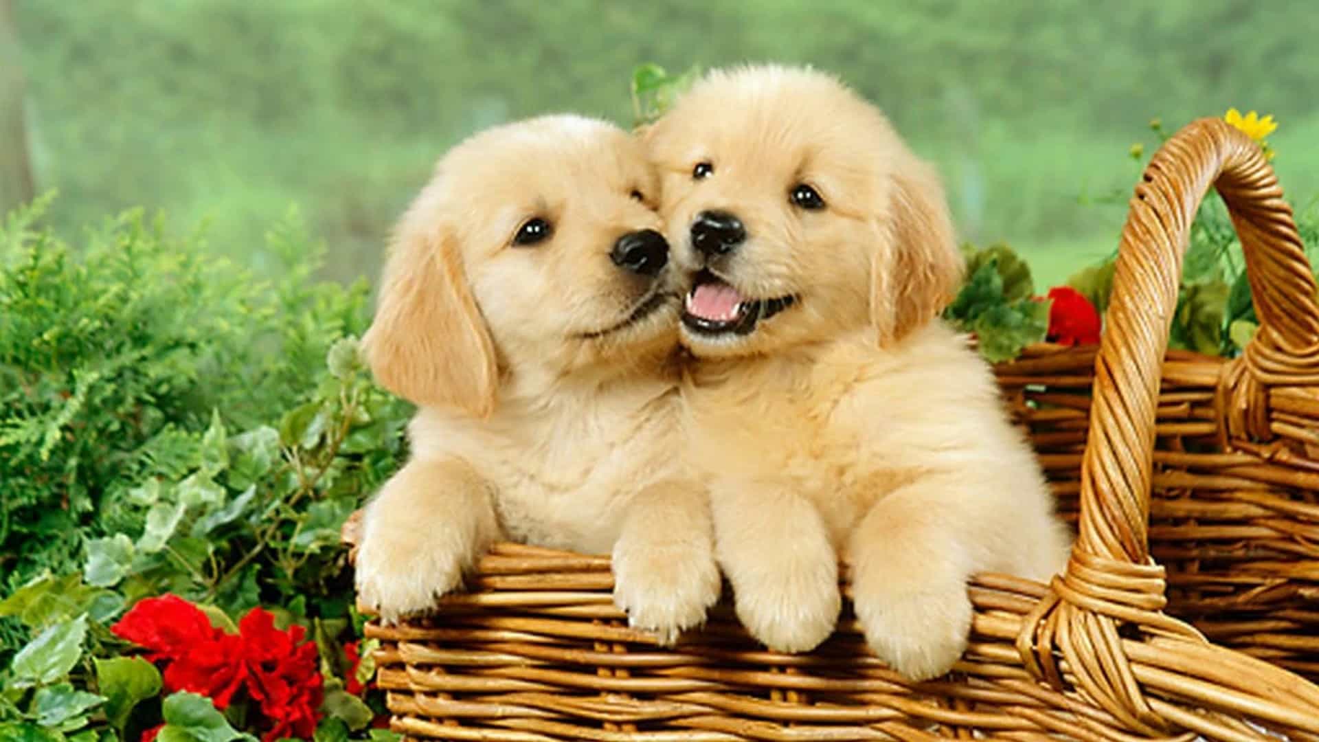Nếu bạn thích những chú chó đáng yêu, hãy xem hình ảnh này! Chắc chắn rằng nó sẽ mang lại cho bạn niềm vui và làm tan chảy trái tim của bạn.