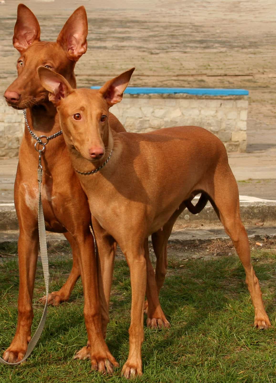 Chó Ai Cập có tên khác là chó săn Ai Cập