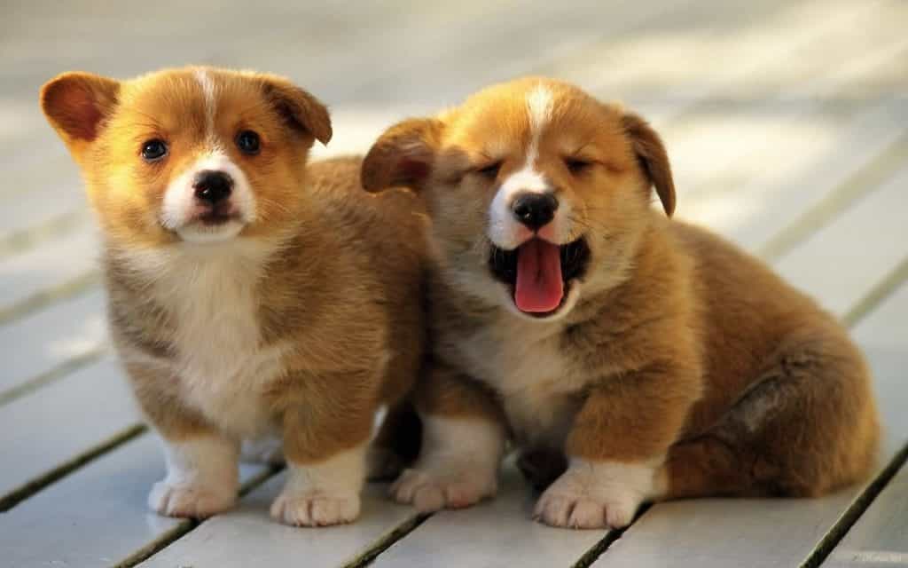 Chó Akita Nhật Bản