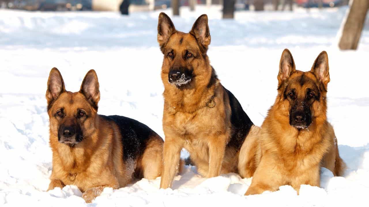 Hình ảnh chó Becgie Đức và tuyết