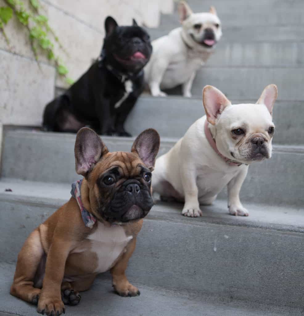 4 chú chó bulldog dễ thương