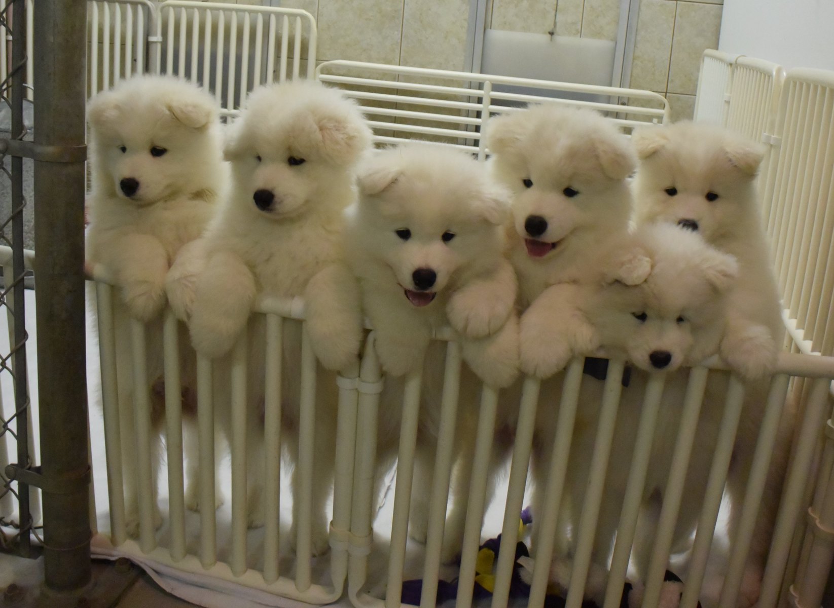 Đàn cún con Samoyed