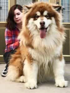 chó Alaska ở Việt Nam bao nhiêu tiền