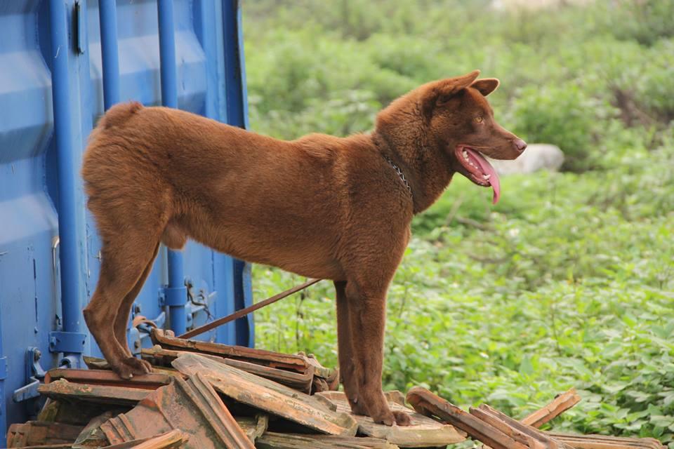 Giống chó H'mông tại Việt Nam.