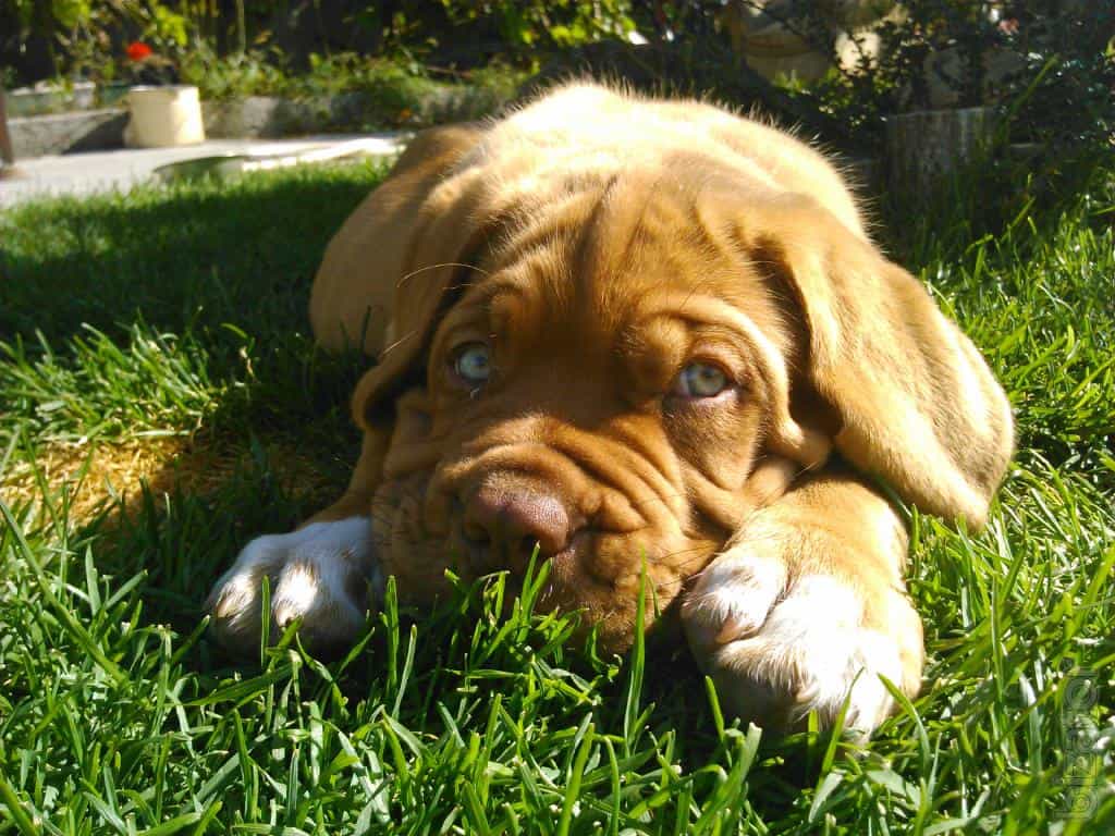 Mastiff Pháp chơi trên cỏ