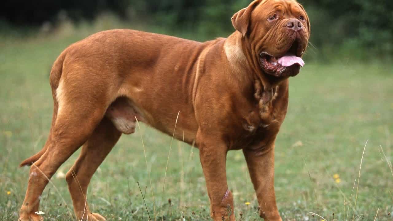 Chó Mastiff Pháp - viết tắt của Dog de Bordeaux
