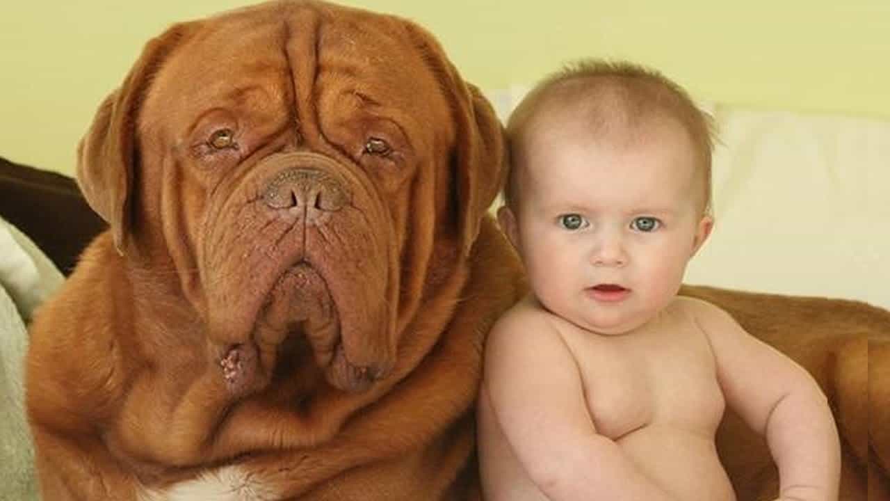Dogue de Bordeaux và em bé
