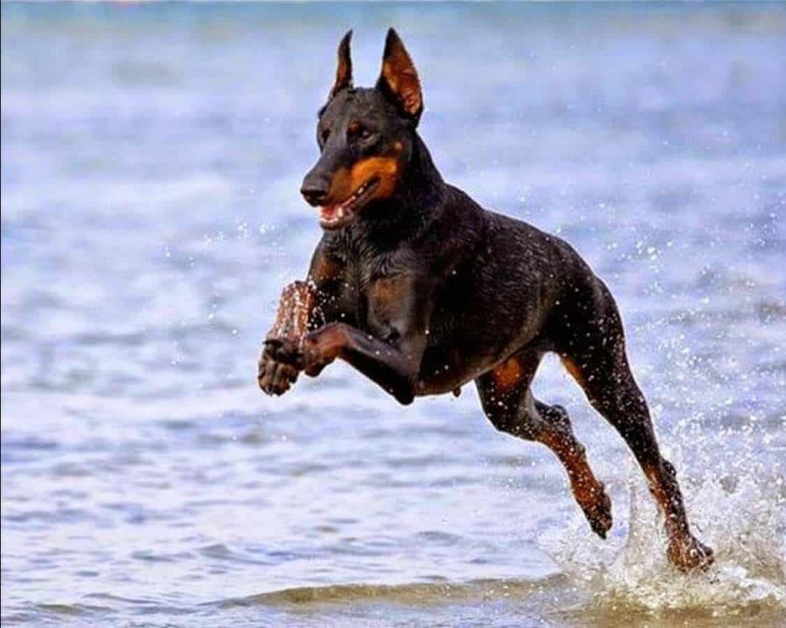 Chó Doberman chạy trên bờ biển