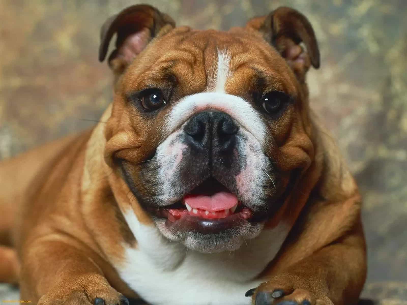 Hình ảnh chó bulldog Anh