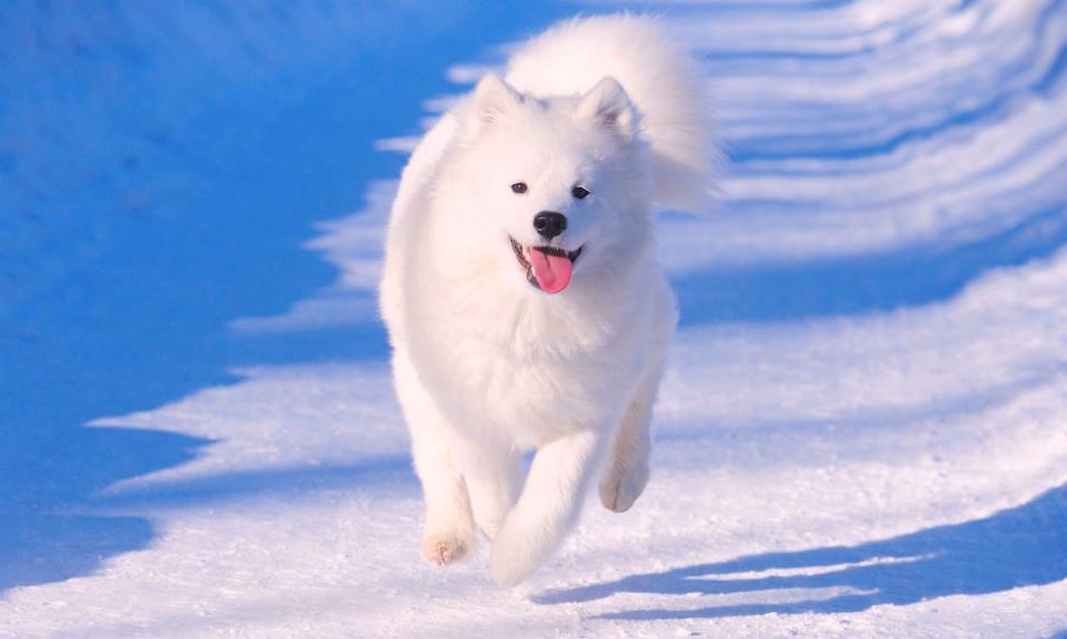 Chó Tuyết trên Thế Giới.