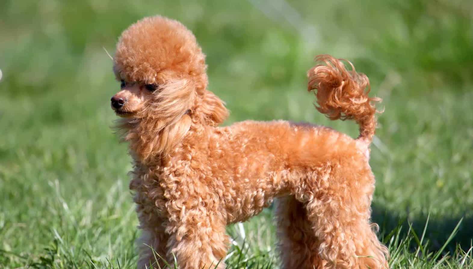 Một chú chó Miniature Poodle lông xù