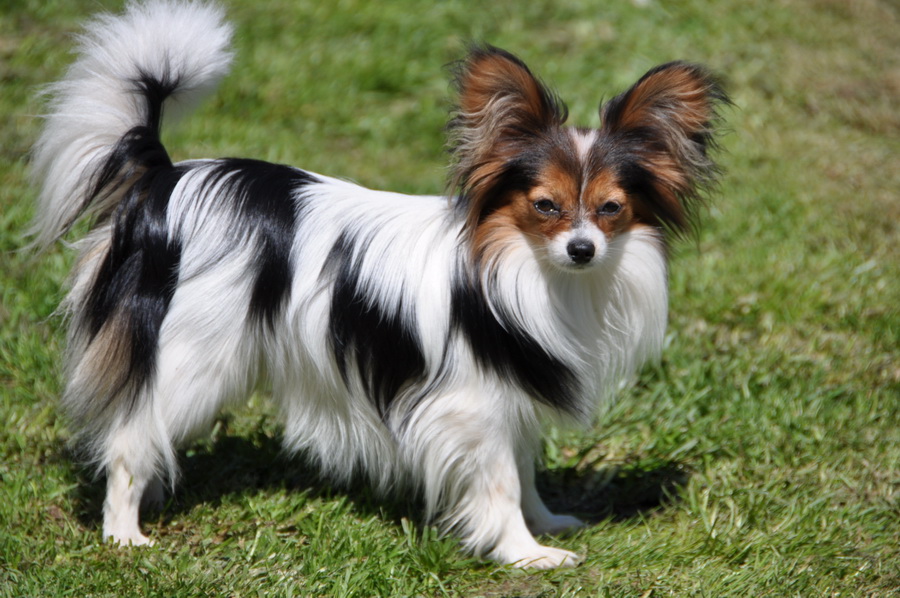 Giá chó papillon